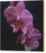 Orchid 10 Wood Print