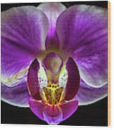 Orchid At Night - Phalaenopsis Wood Print