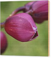 Orchid Buds Wood Print