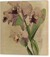 Orchid, Cattleya Labiata Wood Print