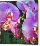 Orchids Wood Print