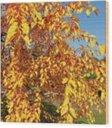 Ornamental Crab Apple Tree In Autumn Gold 2 Wood Print