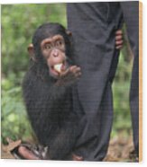 Orphah Chimp And Keeper Wood Print