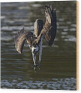 Osprey Diving Wood Print