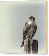 Osprey In Sepia Wood Print