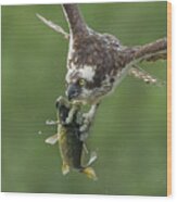 Osprey With Catch Wood Print