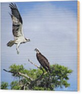Ospreys At Blue Cypress Lake Wood Print
