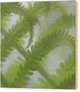 Ostrich Fern Frond Pattern Of Curves Wood Print