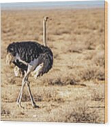 Ostrich, Namibia Wood Print