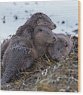 Otter Family Together Wood Print