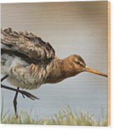 Our National Bird....the Godwit Wood Print