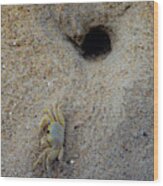 Outer Banks Ghost Crab Wood Print