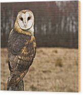 Owl Looking At Camera Wood Print