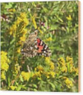 Painted Lady And Goldenrod 5 Wood Print