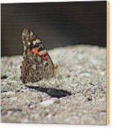 Painted Lady Butterfly Dark And Light Wood Print