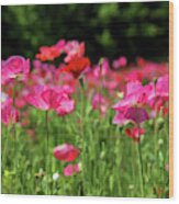 Painterly Poppies In Pink Wood Print