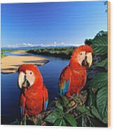 Pair Of Scarlet Macaws Ara Macao Near Wood Print