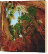 Palm Tree Cave Coachella Valley Preserve Wood Print
