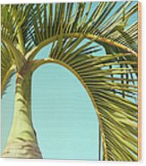 Palm Tree Detail. Ravenea Rivularis Wood Print