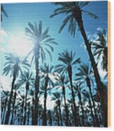 Palm Trees Against Blue Sky Wood Print