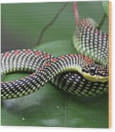 Paradise Tree Snake Wood Print