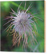 Pasque Flower Is A Species Belonging To The Buttercup Family Ran Wood Print