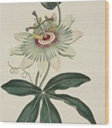 Passiflora Coerulea Common Passion Wood Print
