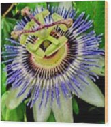 Passion Flower Bee Delight Wood Print