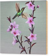 Peach Blossoms And Hummingbird Wood Print