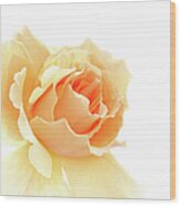 Peach Color Rose With High Key Effect Wood Print