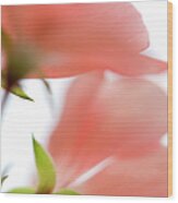 Peach Geranium Flower, Close-up Wood Print