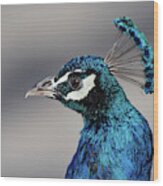 Peacock Profile Wood Print