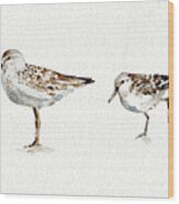 Pebbles And Sandpipers Ix No Words Border Wood Print