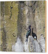 Pelagic Cormorants Nesting Rock Cliff Phalacrocorax Pelagicus Wood Print