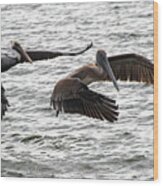 Pelican 12-18 1 Wood Print