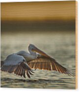 Pelican Take Off...2 Wood Print