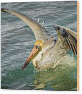 Pelican Wings Wood Print