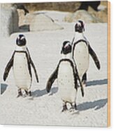 Penguins On Beach Wood Print