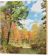 Pennsylvania Forest In Autumn, Pocono Mountains Wood Print