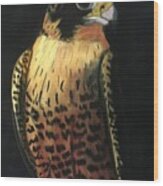 Peregrine Falcon Wood Print