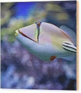 Picasso Triggerfish Wood Print