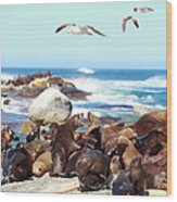 Picture Of Sea Lion And Seagull Wood Print
