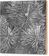 Pine Cones And Needles, Close-up B&w Wood Print