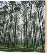Pine Tree Forest Wood Print