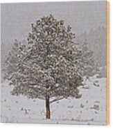 Pine Tree In Winter Wood Print