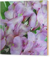 Lavender Alstroemeria 6010 Wood Print