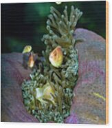Pink Anemonefish In Its Host Anemone Wood Print
