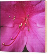 Pink Attraction Wood Print