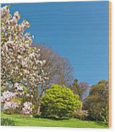 Pink Blossom Blooming Lush Green Spring Wood Print