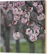 Pink Blossoms In Foreground At Reagan Library 2 Wood Print